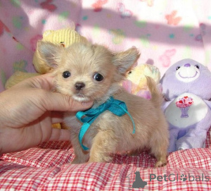 Zdjęcie №4. Sprzedam chihuahua (rasa psów) w Dayton.  - cena - negocjowane