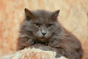 Zdjęcie №1.  - na sprzedaż w Chimki | Bezpłatny | Zapowiedź № 165036