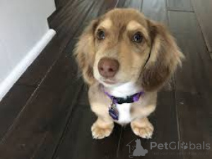 Zdjęcie №4. Sprzedam jamnik w Киль.  - cena - negocjowane