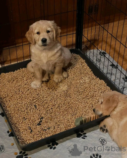 Zdjęcie №2 do zapowiedźy № 131370 na sprzedaż  golden retriever - wkupić się Austria prywatne ogłoszenie