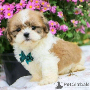 Zdjęcie №1. shih tzu - na sprzedaż w Флорида Сити | 5083zł | Zapowiedź №138981