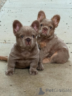 Zdjęcie №1. buldog francuski - na sprzedaż w Berlin | negocjowane | Zapowiedź №155482