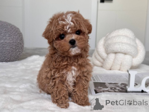 Zdjęcie №2 do zapowiedźy № 145973 na sprzedaż  maltipu - wkupić się Australia hodowca