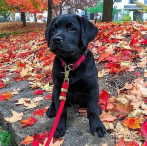 Zdjęcie №3. Dostępne szczenięta labradora retrievera, piesek i suczka. Wielka Brytania