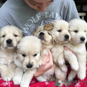 Zdjęcie №3. Zdrowe, urocze szczenięta golden retriever są już dostępne w sprzedaży. Australia