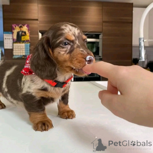 Zdjęcie №3. Adopcja mini-dackelwelpen zur. Niemcy