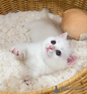 Zdjęcie №1. kot brytyjski krótkowłosy - na sprzedaż w Powstało | negocjowane | Zapowiedź № 176447