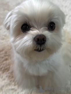 Zdjęcie №1. maltańczyk - na sprzedaż w Alavus | 2153zł | Zapowiedź №164462