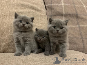 Zdjęcie №2 do zapowiedźy № 132163 na sprzedaż   - wkupić się Szwajcaria 