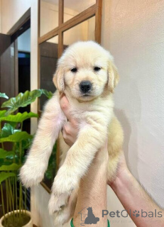 Zdjęcie №1. golden retriever - na sprzedaż w Colorado City | 2541zł | Zapowiedź №135570