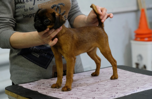 Dodatkowe zdjęcia: Dzieci Griffon i Ptie Brabancon