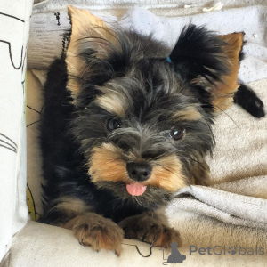 Zdjęcie №1.  - na sprzedaż w Manchester | Bezpłatny | Zapowiedź №163243