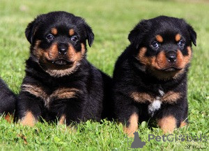 Zdjęcie №1. rottweiler - na sprzedaż w Espoo | negocjowane | Zapowiedź №173989