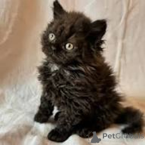 Zdjęcie №2 do zapowiedźy № 172715 na sprzedaż  selkirk rex długowłosy - wkupić się Belgia prywatne ogłoszenie, hodowca