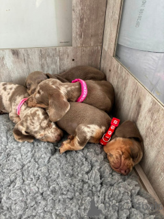 Zdjęcie №1. jamnik - na sprzedaż w Uingen | 2774zł | Zapowiedź №175220