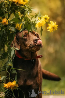 Zdjęcie №4. Sprzedam labrador retriever w Chimki. prywatne ogłoszenie - cena - Bezpłatny