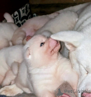 Zdjęcie №4. Sprzedam szpic japoński w Birkenwerder.  - cena - 1622zł