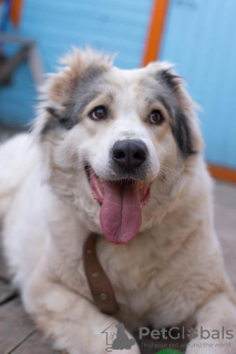 Zdjęcie №4. Sprzedam owczarek środkowoazjatycki w Москва.  - cena - Bezpłatny