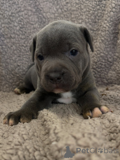 Zdjęcie №3. Czysta moc i niezniszczalna miłość Szczeniak Staffordshire Bull Terrier. Republika Czeska