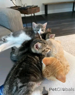 Zdjęcie №1. maine coon - na sprzedaż w Aalen | 2549zł | Zapowiedź № 154633