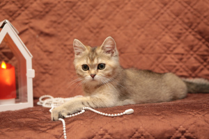 Zdjęcie №1. kot brytyjski krótkowłosy - na sprzedaż w Lodeynoye Pole | Negocjowane | Zapowiedź № 3974