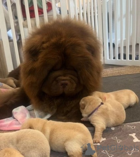 Zdjęcie №3. Медведи чау-чау высочайшего качества. Republika Czeska