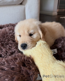 Zdjęcie №1. golden retriever - na sprzedaż w Genewa | negocjowane | Zapowiedź №179023