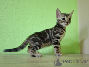 Zdjęcie №3. Bengal Bengal Bengal. Polska
