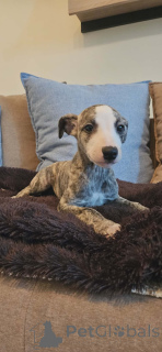 Zdjęcie №4. Sprzedam chart perski w Bachka-Palanka.  - cena - negocjowane