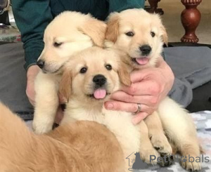 Zdjęcie №1. golden retriever - na sprzedaż w Lizbona | negocjowane | Zapowiedź №175368