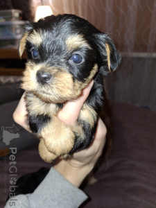 Zdjęcie №4. Sprzedam yorkshire terrier biewer, yorkshire terrier w Tallinn. prywatne ogłoszenie, od żłobka, hodowca - cena - 3348zł