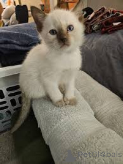 Zdjęcie №3. Myytävänä siamilaisia Kissanpentuja. Finlandia