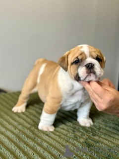 Zdjęcie №2 do zapowiedźy № 167370 na sprzedaż  buldog angielski - wkupić się Finlandia prywatne ogłoszenie