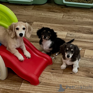 Zdjęcie №1. jamnik - na sprzedaż w Berlin | negocjowane | Zapowiedź №155639