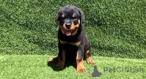 Zdjęcie №1. rottweiler - na sprzedaż w Barendrecht | Bezpłatny | Zapowiedź №159200