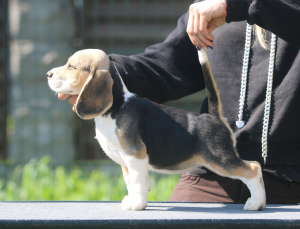 Zdjęcie №1. beagle (rasa psa) - na sprzedaż w Mińsk | 2723zł | Zapowiedź №2909