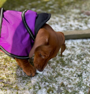Zdjęcie №4. Sprzedam jamnik w Saint-Alexandre.  - cena - 3588zł