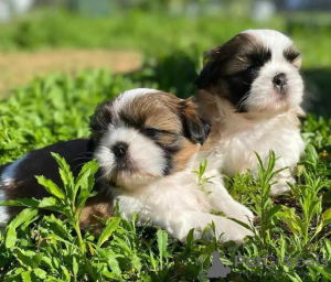 Zdjęcie №1. shih tzu - na sprzedaż w Гамбург | 1256zł | Zapowiedź №90355