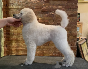 Zdjęcie №3. Pudle standardowe szczenięta. Serbia