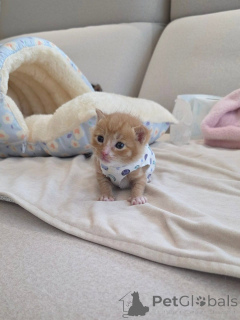 Zdjęcie №4. Sprzedam scottish fold w Afionas. hodowca - cena - 1435zł