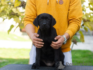 Dodatkowe zdjęcia: Szczenięta labradora retrievera