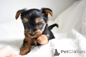 Zdjęcie №4. Sprzedam yorkshire terrier w Barcelona. prywatne ogłoszenie - cena - 2392zł