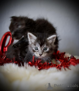Zdjęcie №1. maine coon - na sprzedaż w Hockenheim | 1674zł | Zapowiedź № 173526