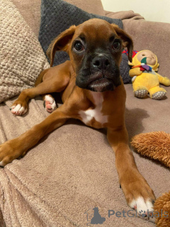 Zdjęcie №1. bokser - na sprzedaż w Londerzeel | 2392zł | Zapowiedź №159420