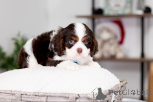 Zdjęcie №2 do zapowiedźy № 160074 na sprzedaż  cavalier king charles spaniel - wkupić się Niemcy prywatne ogłoszenie