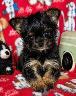 Zdjęcie №1. yorkshire terrier biewer - na sprzedaż w Waszyngton | 4634zł | Zapowiedź №168220