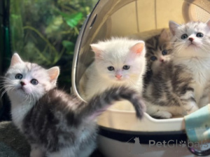 Zdjęcie №4. Sprzedam munchkin w Monachium. hodowca - cena - negocjowane