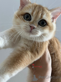 Zdjęcie №4. Sprzedam kot brytyjski krótkowłosy w Stambuł. hodowca - cena - 10165zł