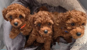 Zdjęcie №1. pudel (zabawka) - na sprzedaż w Capelle aan den ijssel | 1622zł | Zapowiedź №166521