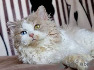 Zdjęcie №3. Chatons Selkirk Rex dostępne à la vente.. Belgia
